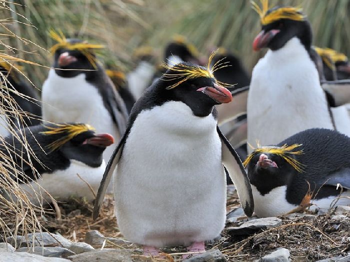 где живёт золотоволосый пингвин